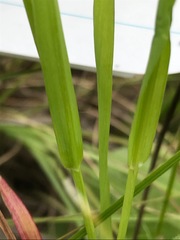 Setaria pallide-fusca