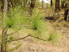 Pinus engelmannii