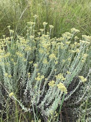 Helichrysum callicomum