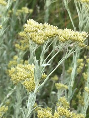 Helichrysum callicomum