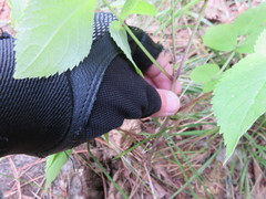 Sambucus racemosa racemosa