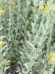 Helichrysum callicomum