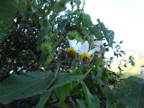 Image of Sparrmannia africana by (c) Thomas Koffel, some rights reserved (CC BY)