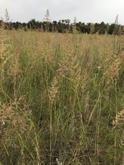 Eragrostis gummiflua