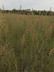 Eragrostis gummiflua