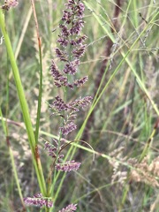 Eragrostis gummiflua