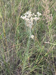 Pseudognaphalium oligandrum