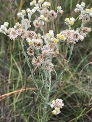 Pseudognaphalium oligandrum