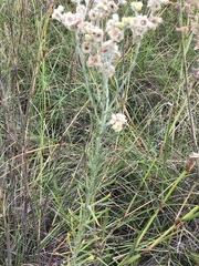 Pseudognaphalium oligandrum