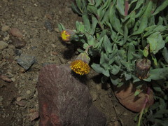 Senecio lithostaurus