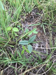 Rhynchosia totta totta