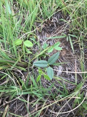 Rhynchosia totta totta