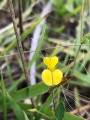 Rhynchosia totta totta