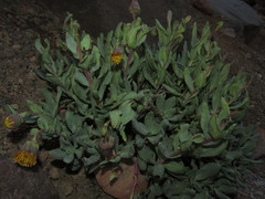Senecio lithostaurus