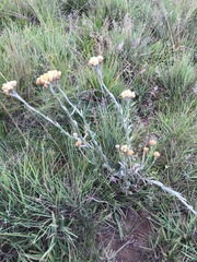Helichrysum cephaloideum