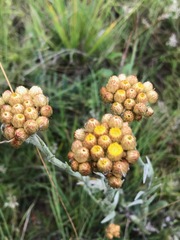 Helichrysum cephaloideum