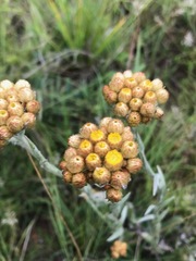 Helichrysum cephaloideum