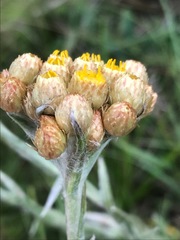 Helichrysum cephaloideum