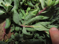 Senecio lithostaurus