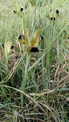 Iris tuberosa