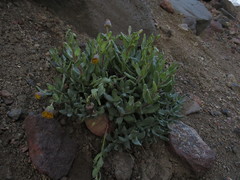 Senecio lithostaurus