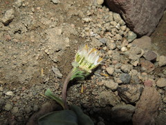 Senecio lithostaurus