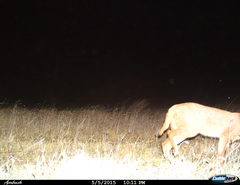 Caracal caracal caracal