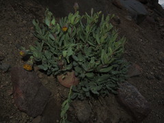 Senecio lithostaurus