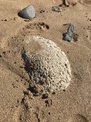 Pseudodiploria strigosa