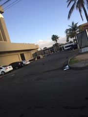 Columba livia domestica