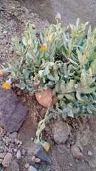 Senecio lithostaurus