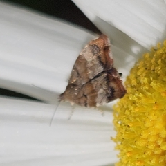 Apple Leaf Skeletonizer Moth