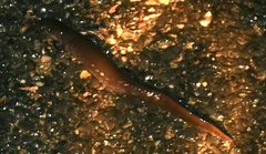 Ambystoma 'unisexual complex'