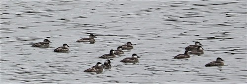 Oxyura jamaicensis image