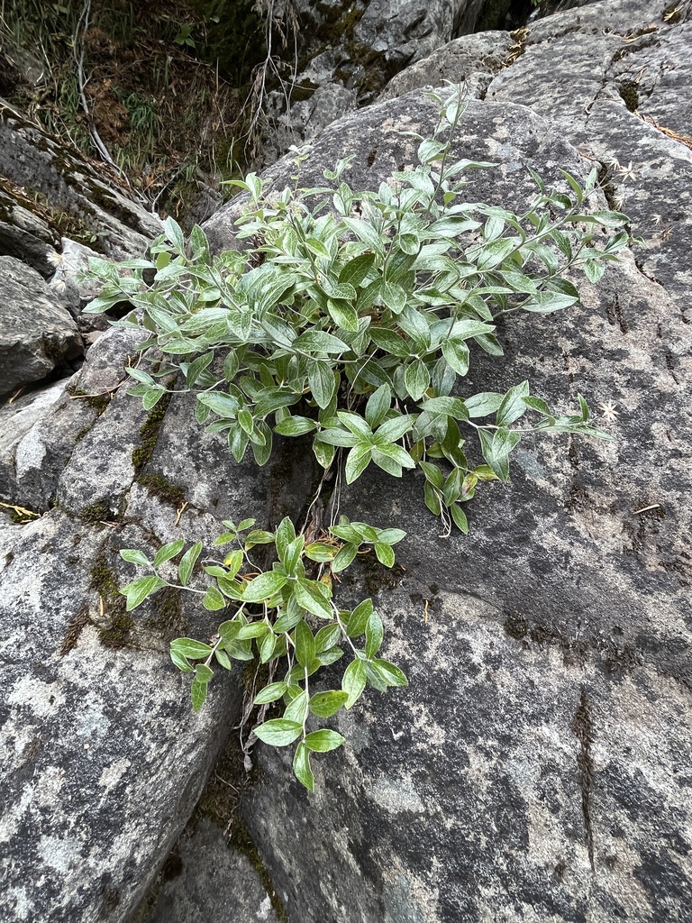 Littleleaf Silverback from Snohomish County, US-WA, US on October 13 ...