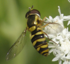 Epistrophella emarginata