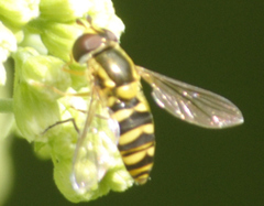 Epistrophella emarginata