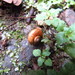 台灣山蝸牛 - Photo 由 灶馬 所上傳的 (c) 灶馬，保留部份權利CC BY-NC