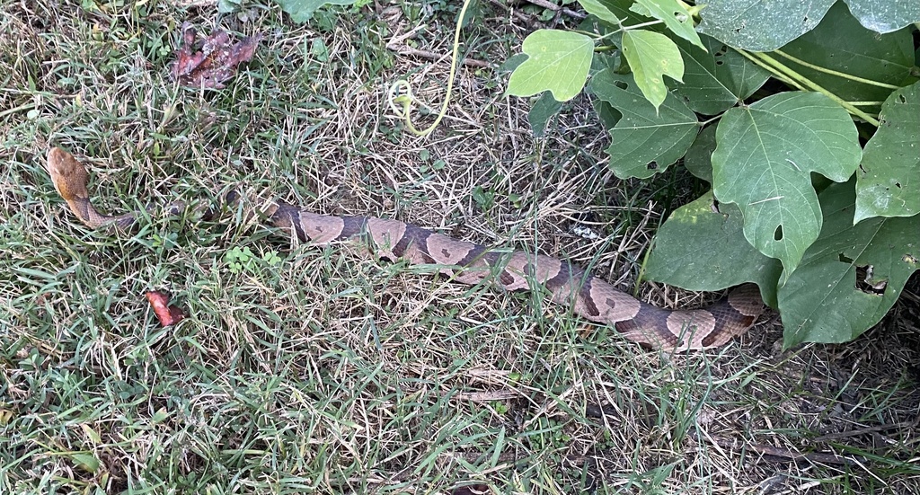 Eastern Copperhead from Rocky Creek Rd, Mooresville, NC, US on October ...