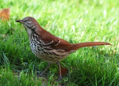 Brown Thrasher photo 2