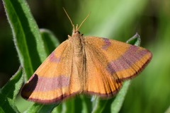 Lythria cruentaria