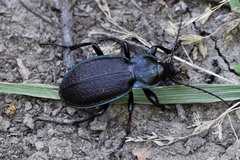 Carabus regalis