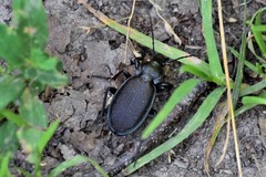 Carabus regalis