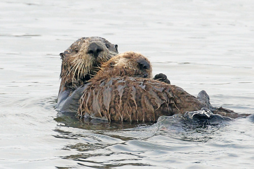 Sea Otter