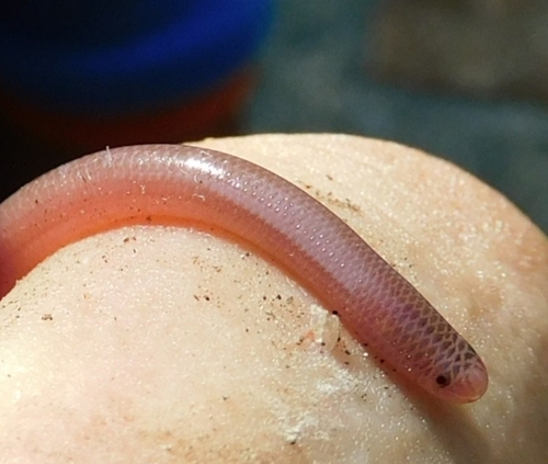 Hispaniola Worm Snake