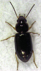 Haplanister crypticus