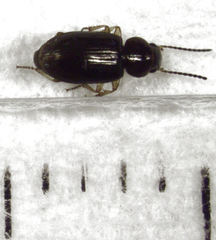 Haplanister crypticus