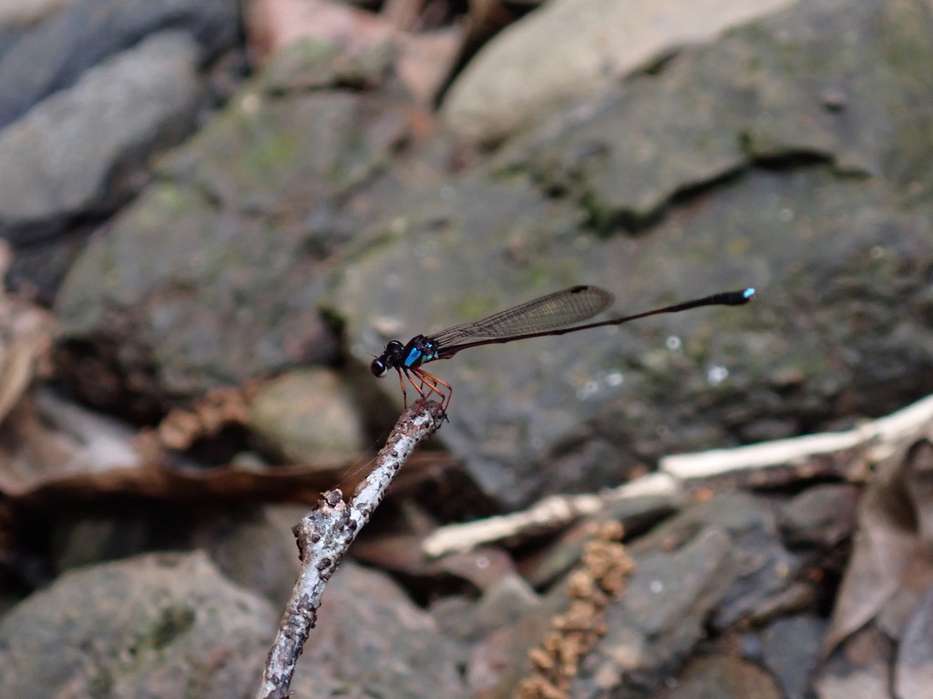 Nososticta rufipes
