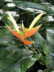 Heliconia aurantiaca