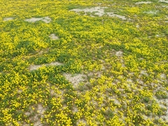 Lepidium flavum felipense